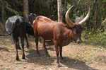 Ankole-Watusi Cattle (longhorn)