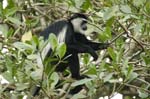 Black-and-white Colobus Monkey (Colobus polykomos)