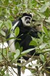 Black-and-white Colobus Monkey (Colobus polykomos)